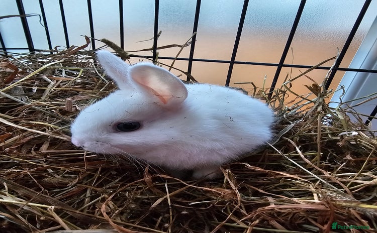 Dutch rabbits - Advert 1