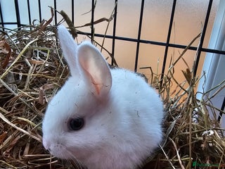 Dutch rabbits Rex X Dutch Bunnies - Advert 5