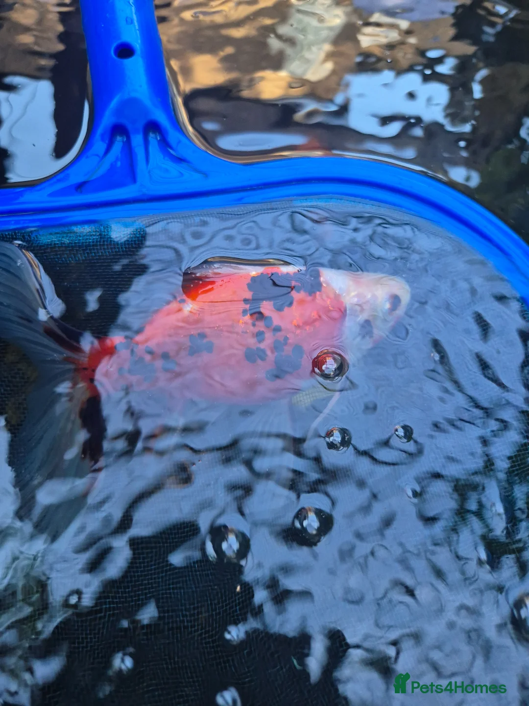 Fancy Goldfish fish for sale: Shubunkin pond fish  in Corby - Advert 1