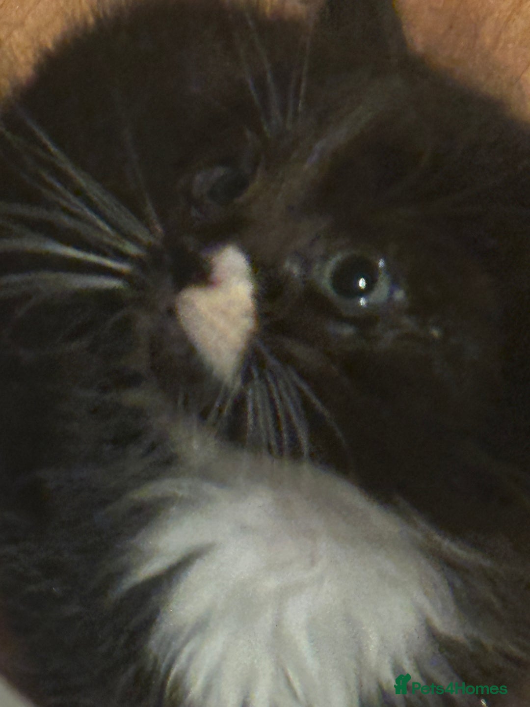 Maine Coon cats for sale: Maincoon cross ragdoll - Advert 6