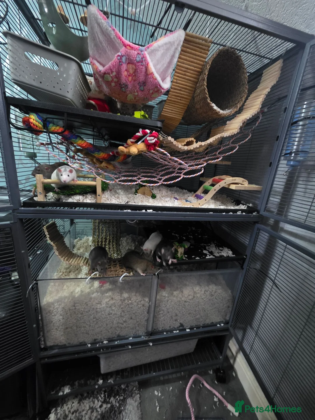 Rat rodents for sale: £10 rats ready for new homes - Advert 5