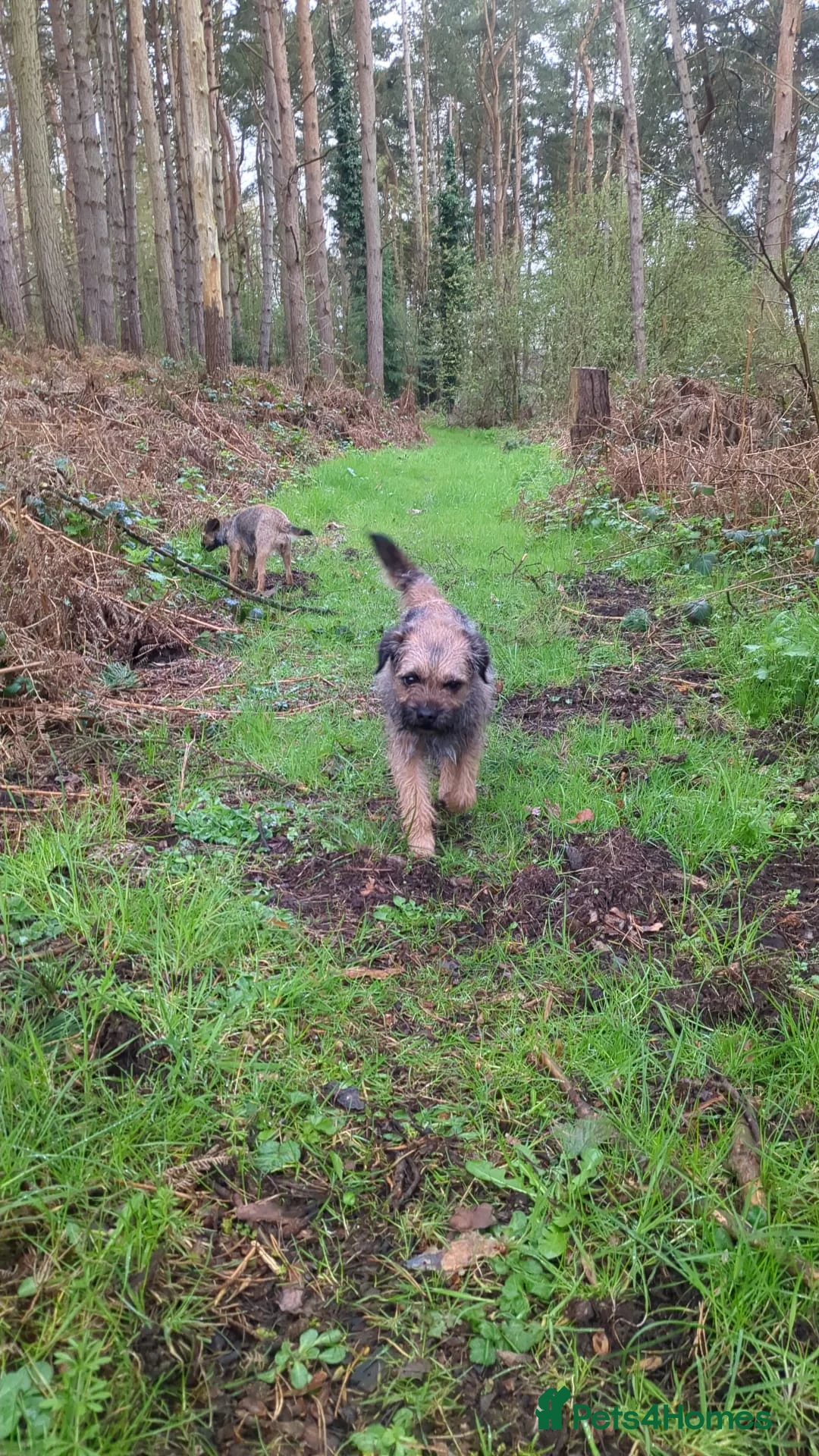 Border Terrier dogs for sale: Border terrier puppies for sale  - Advert 11