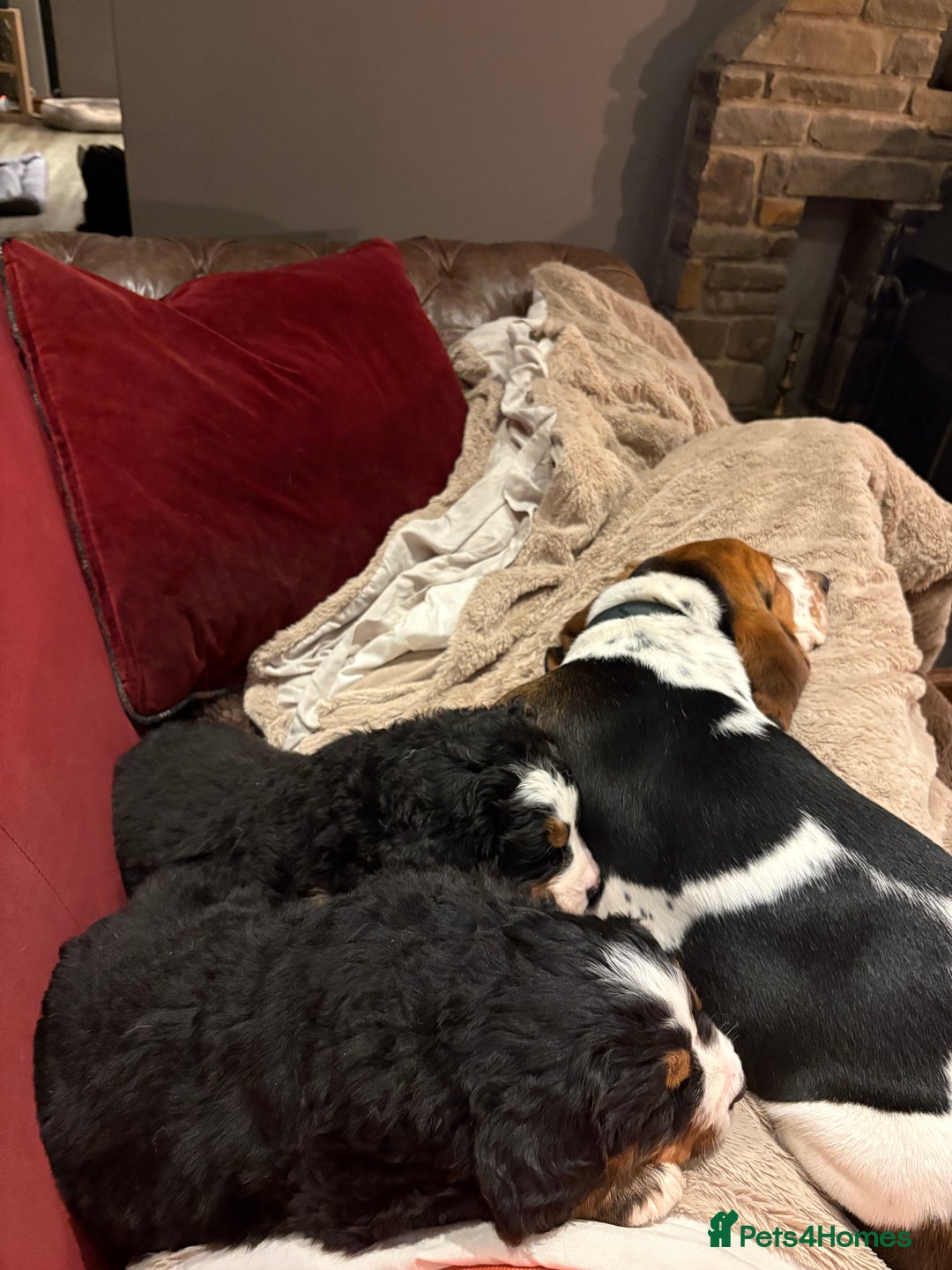 Bernese Mountain Dog dogs for sale: Beautiful Bernese Mountain puppies  - Advert 8