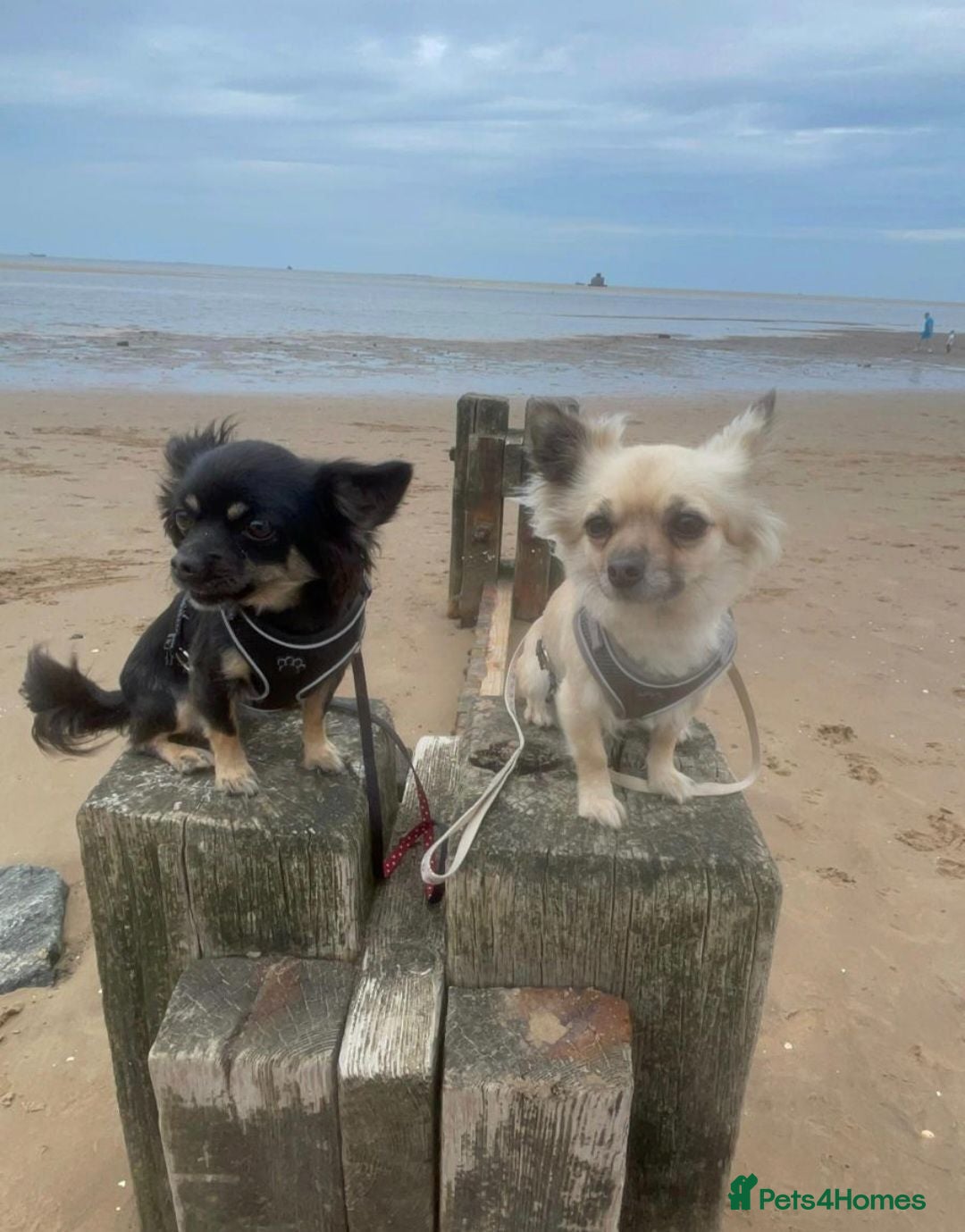 Chihuahua dogs Rehoming our two chihuahua's - Advert 3