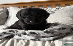 Labradoodle dogs for sale: Stunning Labradoodle Puppies  - Advert 16