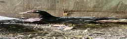 Ducks poultry for sale: Muscovy Pair - Lavender pied drake and blue hen - Advert 4
