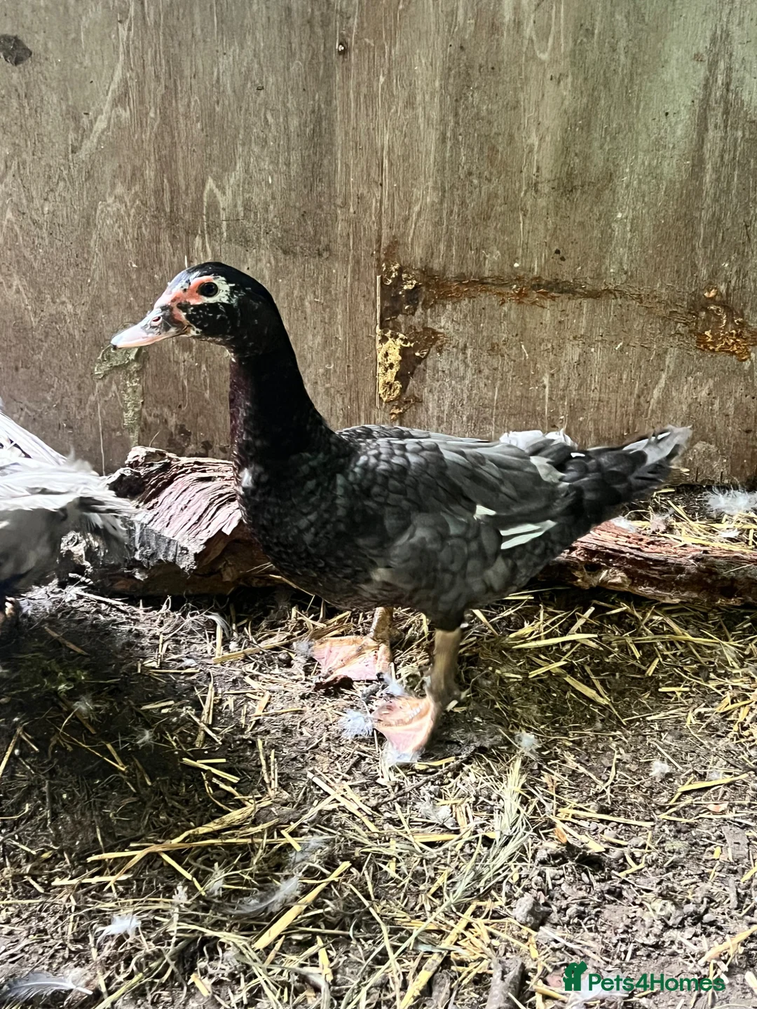 Ducks poultry for sale: Muscovy Pair - Lavender pied drake and blue hen - Advert 4