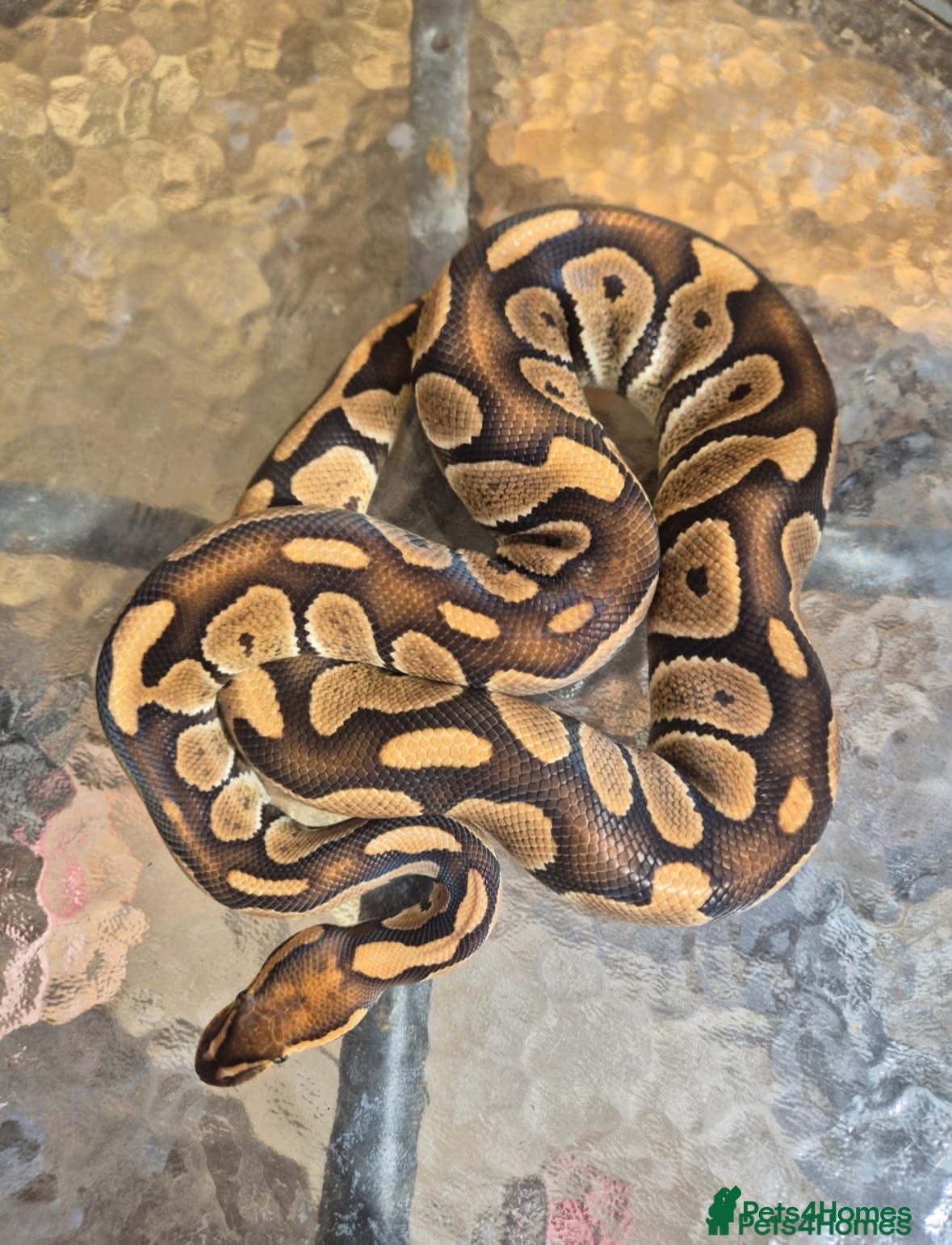 Python Snake reptiles 2 ball pythons  - Advert 4
