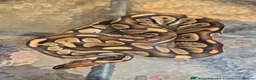 Python Snake reptiles for sale: 2 ball pythons  - Advert 1