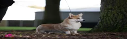 Welsh Corgi Pembroke dogs for sale: Champion Sired Corgi Pembroke puppies available  - Advert 25