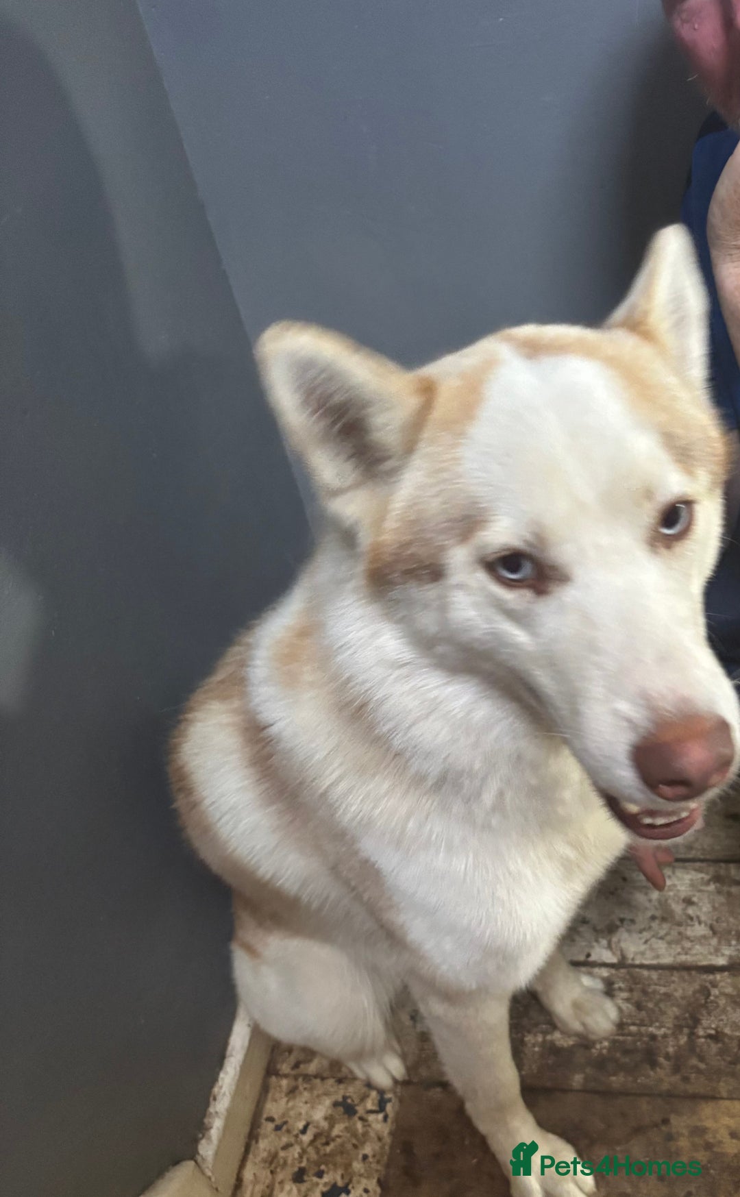 Siberian Husky dogs for sale: Siberian huskies  for sale  - Image 7