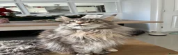 Maine Coon cats for sale: Maine Coons - Advert 3