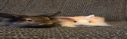 Lionhead rabbits for sale: Very tame Lion head bunnies 9 wk 1🩷1🩵 - Advert 6