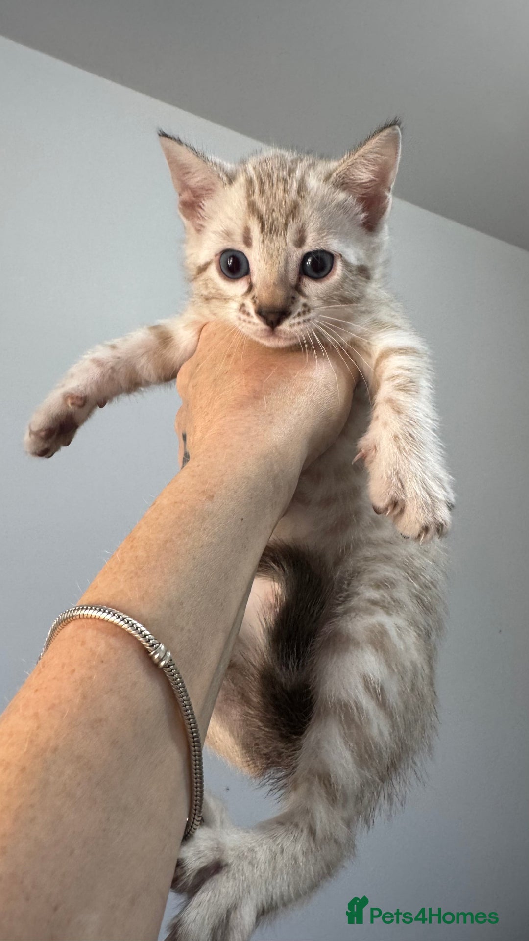 Bengal cats for sale: 😻OUTSTANDING SHOW BENGALS. SHOW WINNING PARENTS🏆 - Image 6