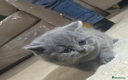 British Shorthair cats for sale: Beautiful British short hair kittens  - Image 9