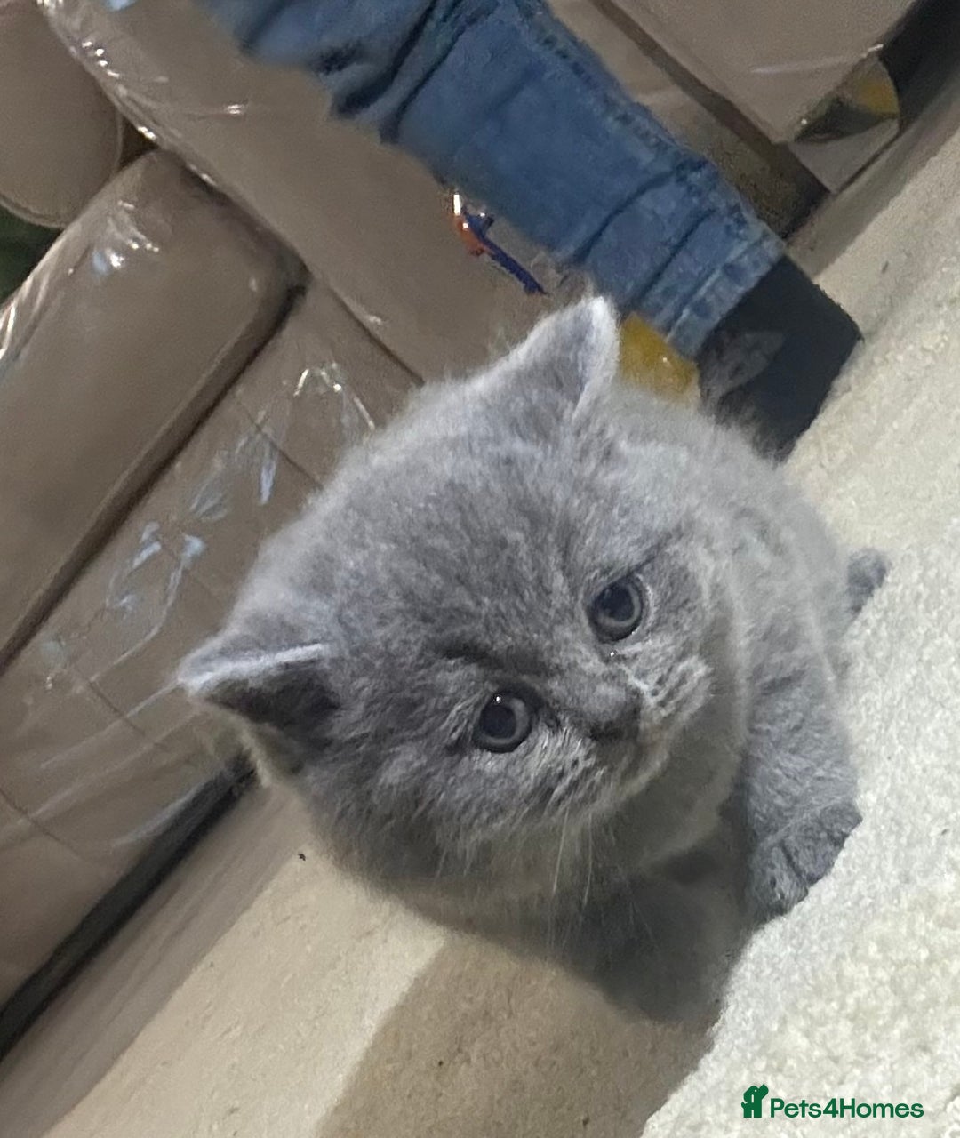 British Shorthair cats for sale: Beautiful British short hair kittens  - Image 9