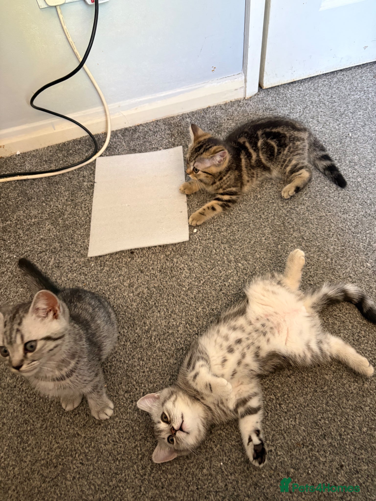 British Shorthair cats for sale: British short hairs  in Horsham - Advert 8