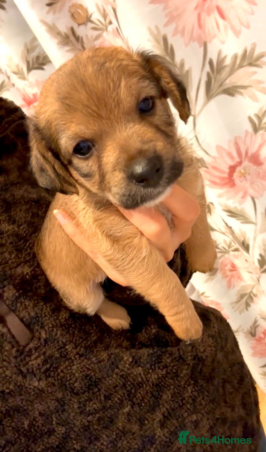 Mixed Breed dogs Jack Russell cross pups - Advert 4