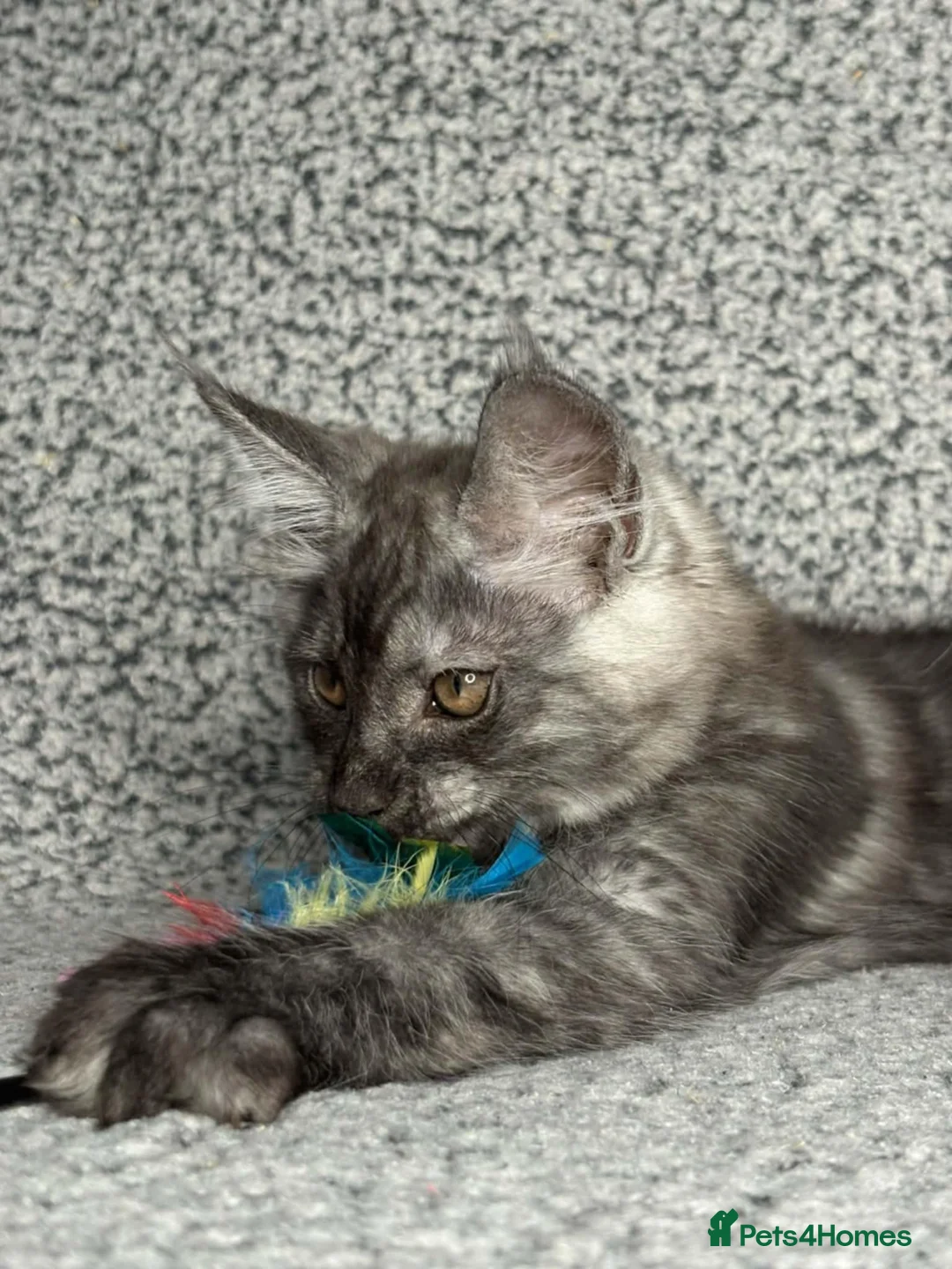 Maine Coon cats for sale: GCCF Registered Maine Coon Boys.  in Wednesbury - Advert 18