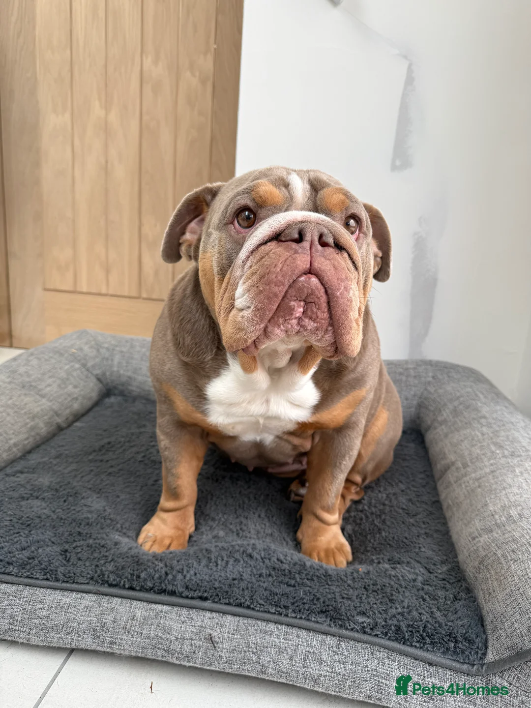 English Bulldog dogs for sale: English Bulldog  - Advert 3