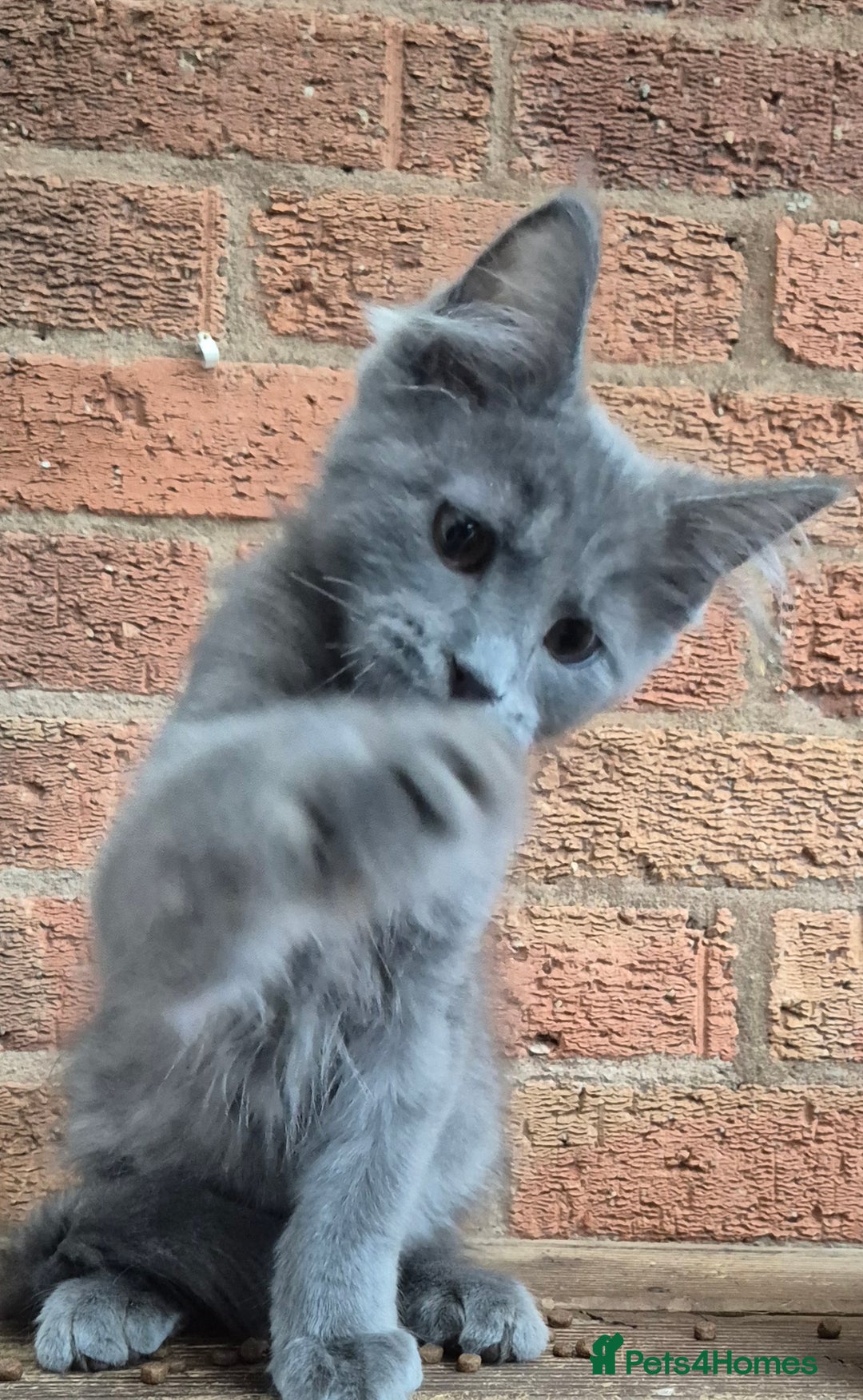 Maine Coon cats for sale: 2 Boys 3 girls Maine Coones kittens - Advert 32