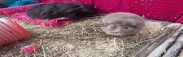Guinea Pig rodents for sale: Friendly, health make Guinea pigs for rehoming.  in Taunton - Advert 4
