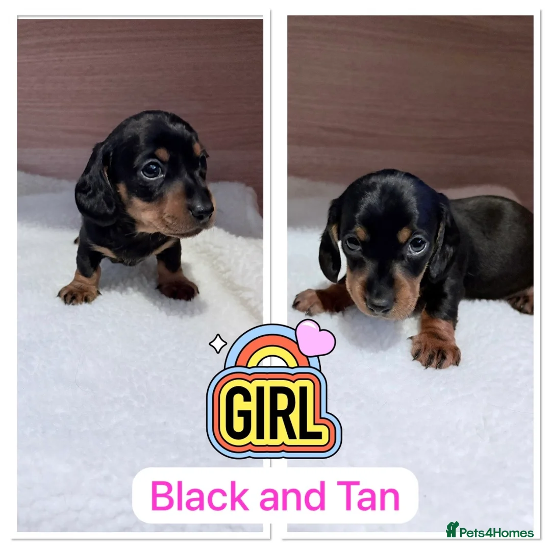 Miniature Dachshund dogs for sale: Miniature Dachshund Pups ready 25/02/2026 - Advert 3
