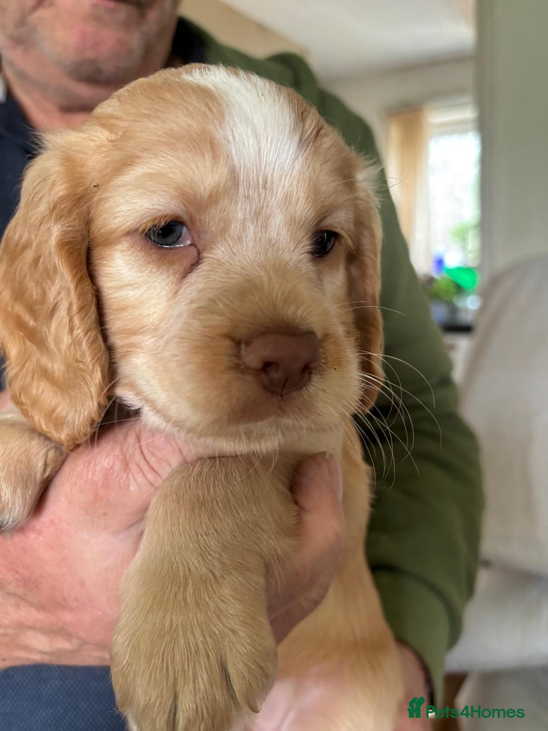 Cocker Spaniel dogs for sale: Cocker spaniels - Image 2