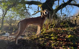 Saluki dogs for sale: 2 year old kc saluki male  - Image 5