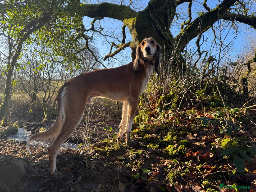 Saluki dogs for sale: 2 year old kc saluki male  - Image 5