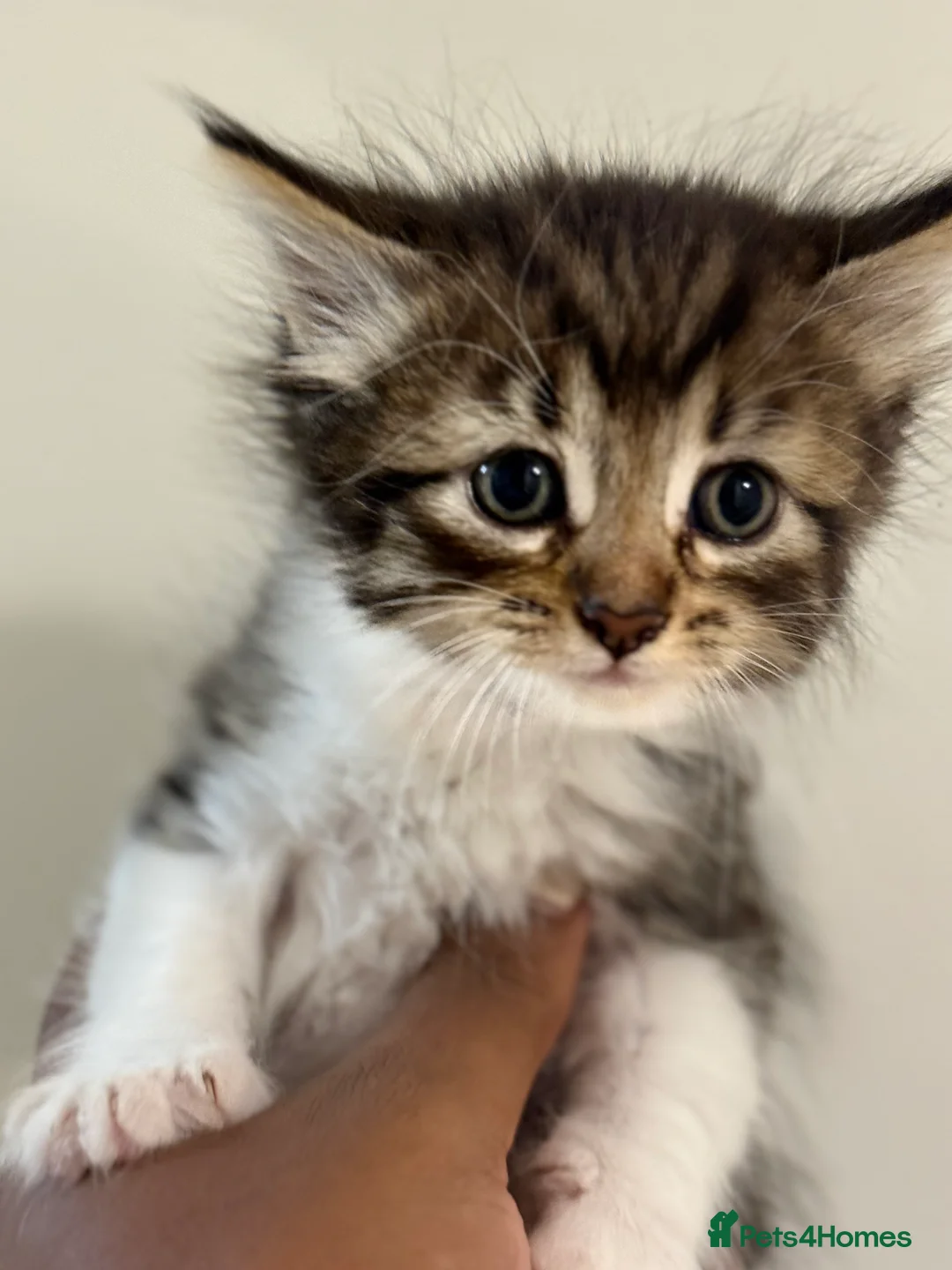 Siberian cats for sale: Beautiful Siberian Cross Kittens  - Advert 2
