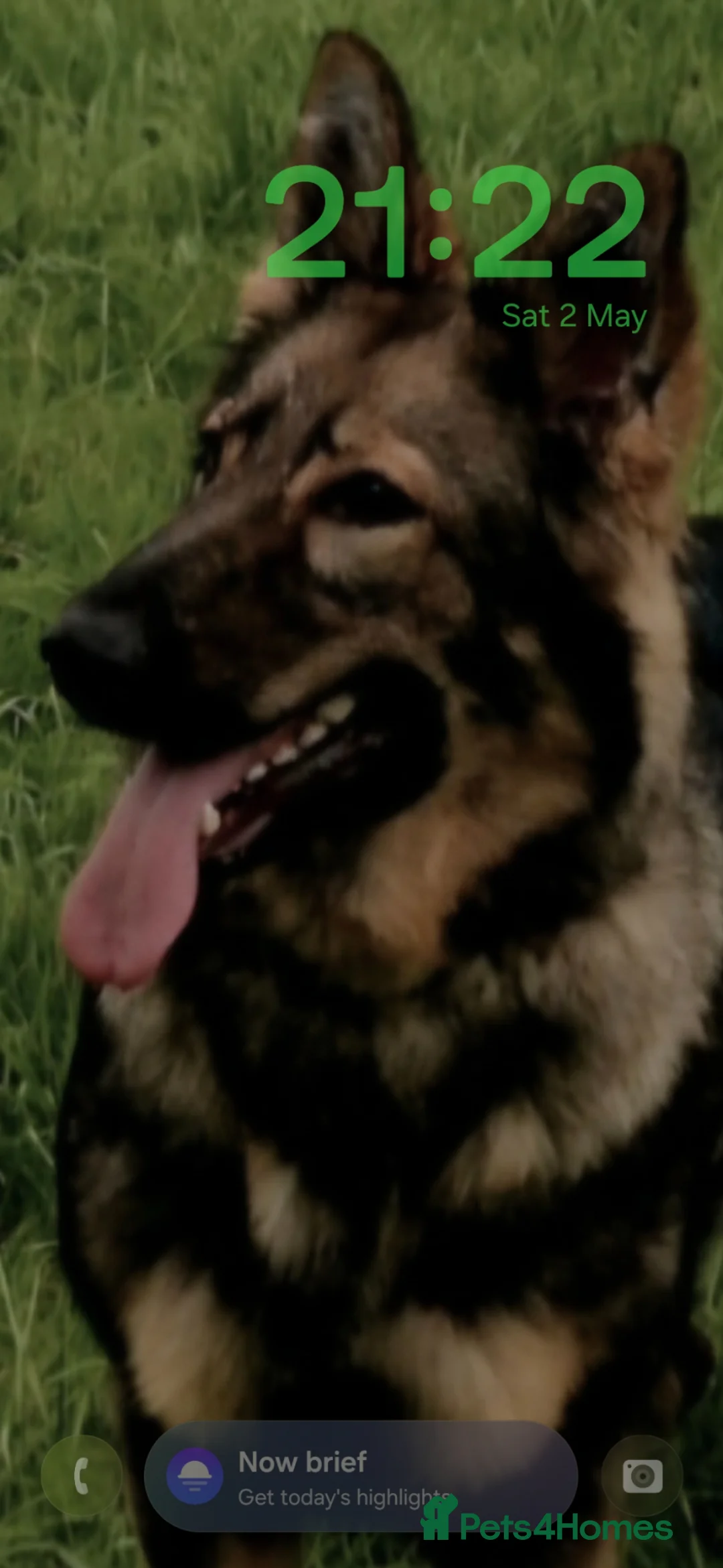 German Shepherd dogs for sale: Ready to reserve male gsd - Advert 2