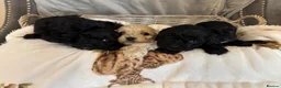 Cockapoo dogs for sale: Tiny Yankee Doodle puppies - Advert 3