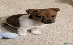 Jackapoo dogs for sale: Jackapoo pups - Image 3