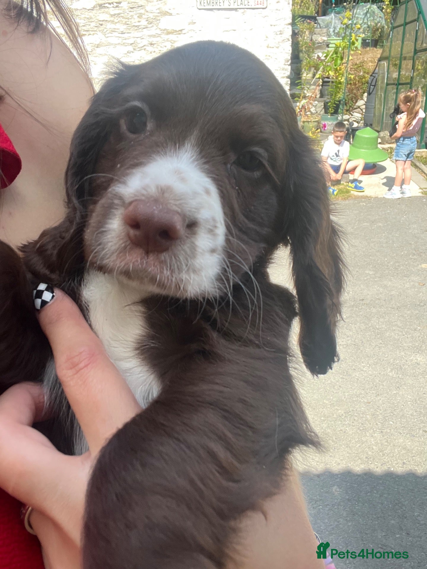 Cocker Spaniel dogs Ready Now KC reg Working Cocker Spaniels - Advert 5