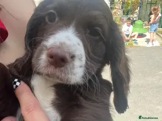 Cocker Spaniel dogs Ready Now KC reg Working Cocker Spaniels - Advert 5