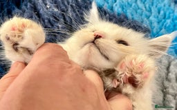 Maine Coon cats for sale: Rare Polydactyly Blue & White Silver  - Advert 7