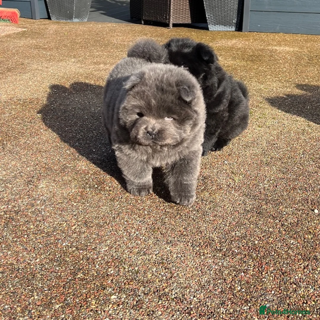 Chow Chow dogs for sale: Chow Chow Puppies - Advert 9