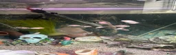 Cichlids fish for sale: White  in Bolton - Advert 2