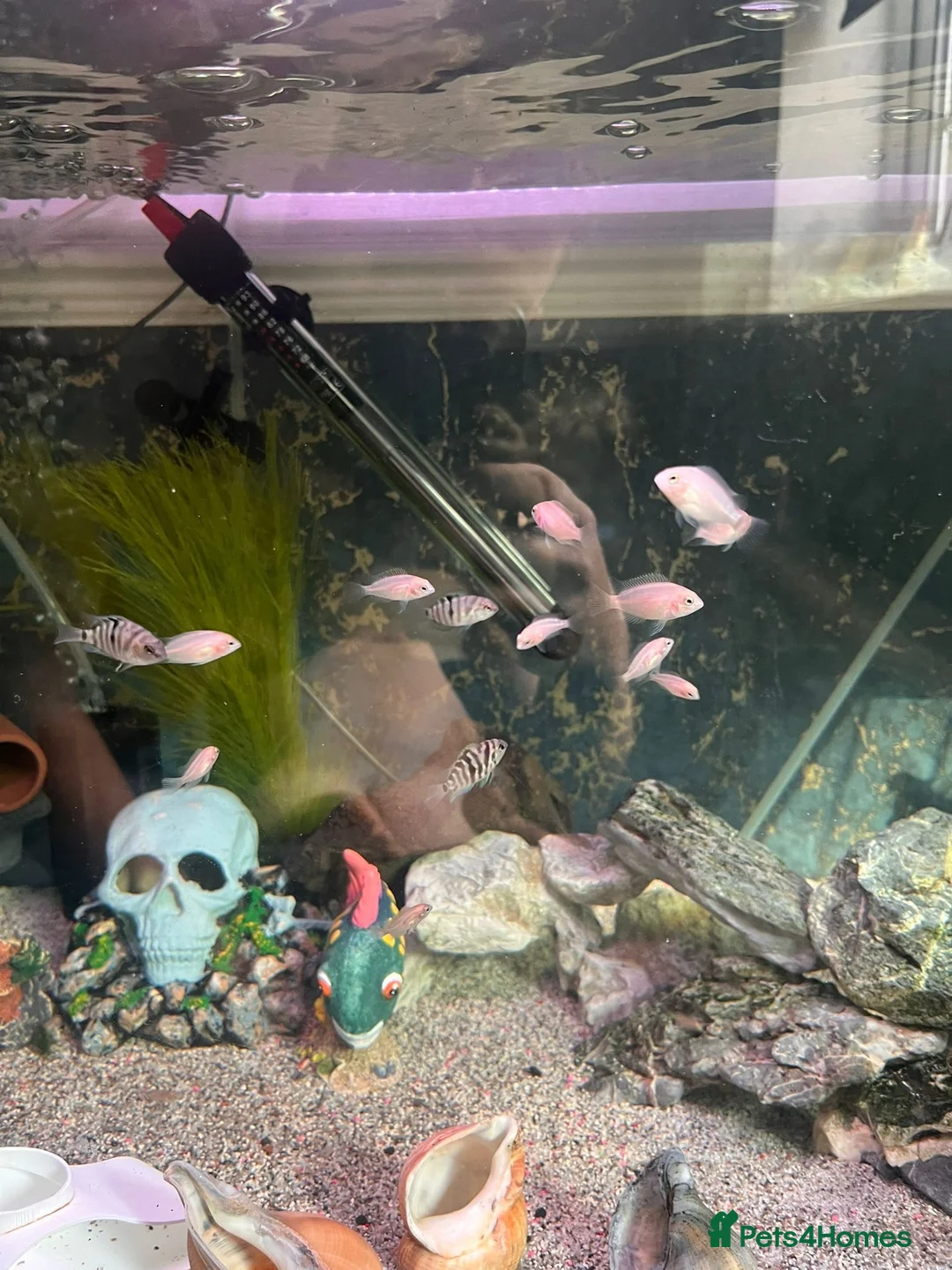 Cichlids fish for sale: White  in Bolton - Advert 2