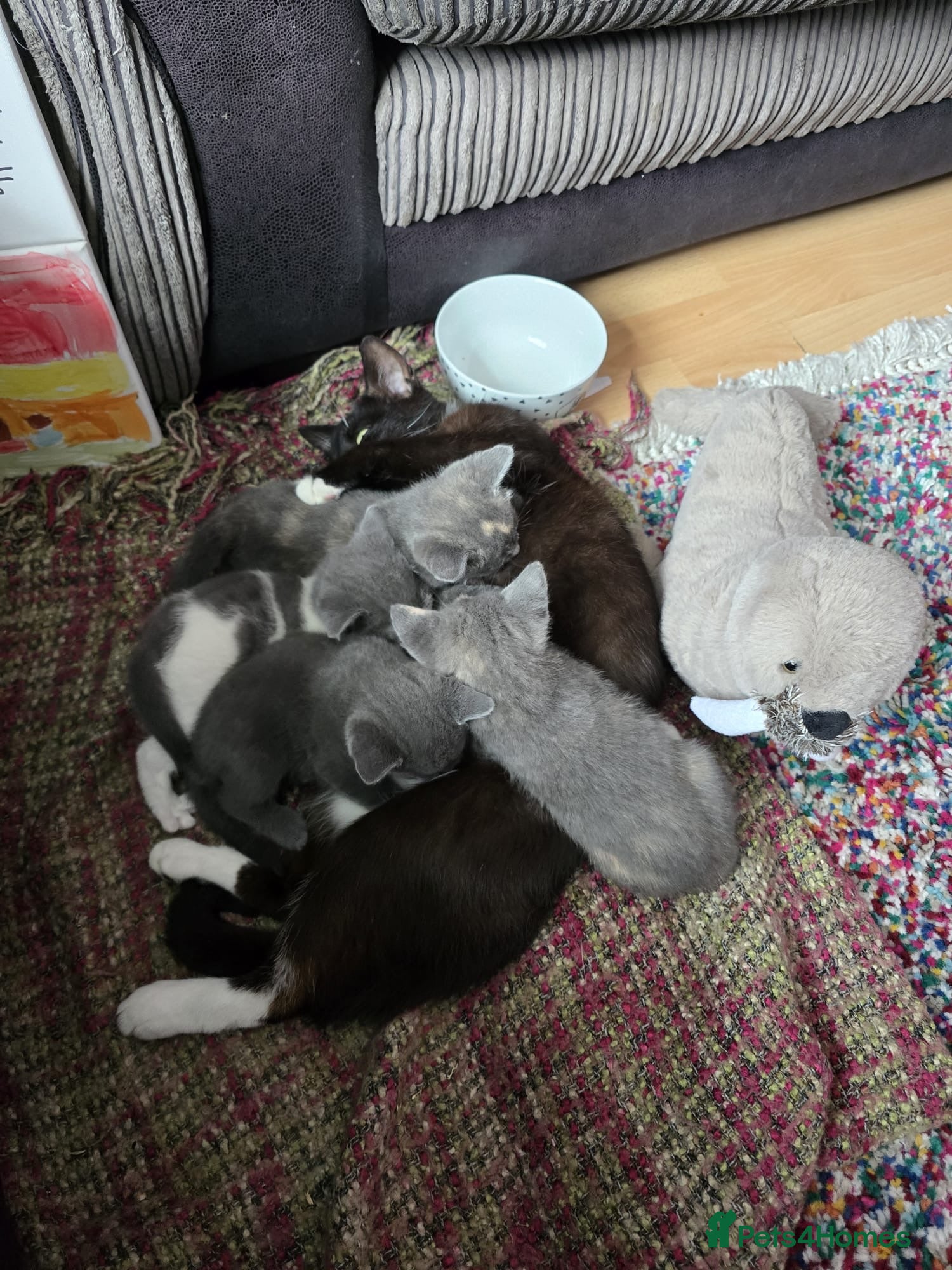 Domestic Shorthair cats for sale: Beautiful grey, grey/ginger & grey/white kittens - Advert 1