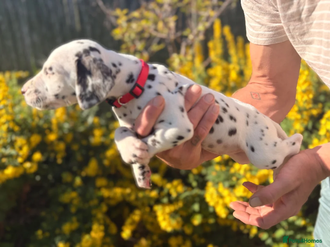 Dalmatian dogs for sale: Exceptional KC Dalmatian Puppies  - Advert 2