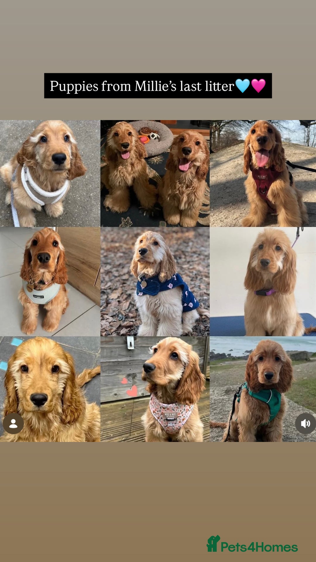 Cocker Spaniel dogs for sale: Waiting list now open🌟Villaspaniol lines - KC REG - Advert 6