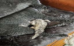 Maine Coon cats for sale: Beautiful Genie 3/4 Maine Coon entire female  - Image 9