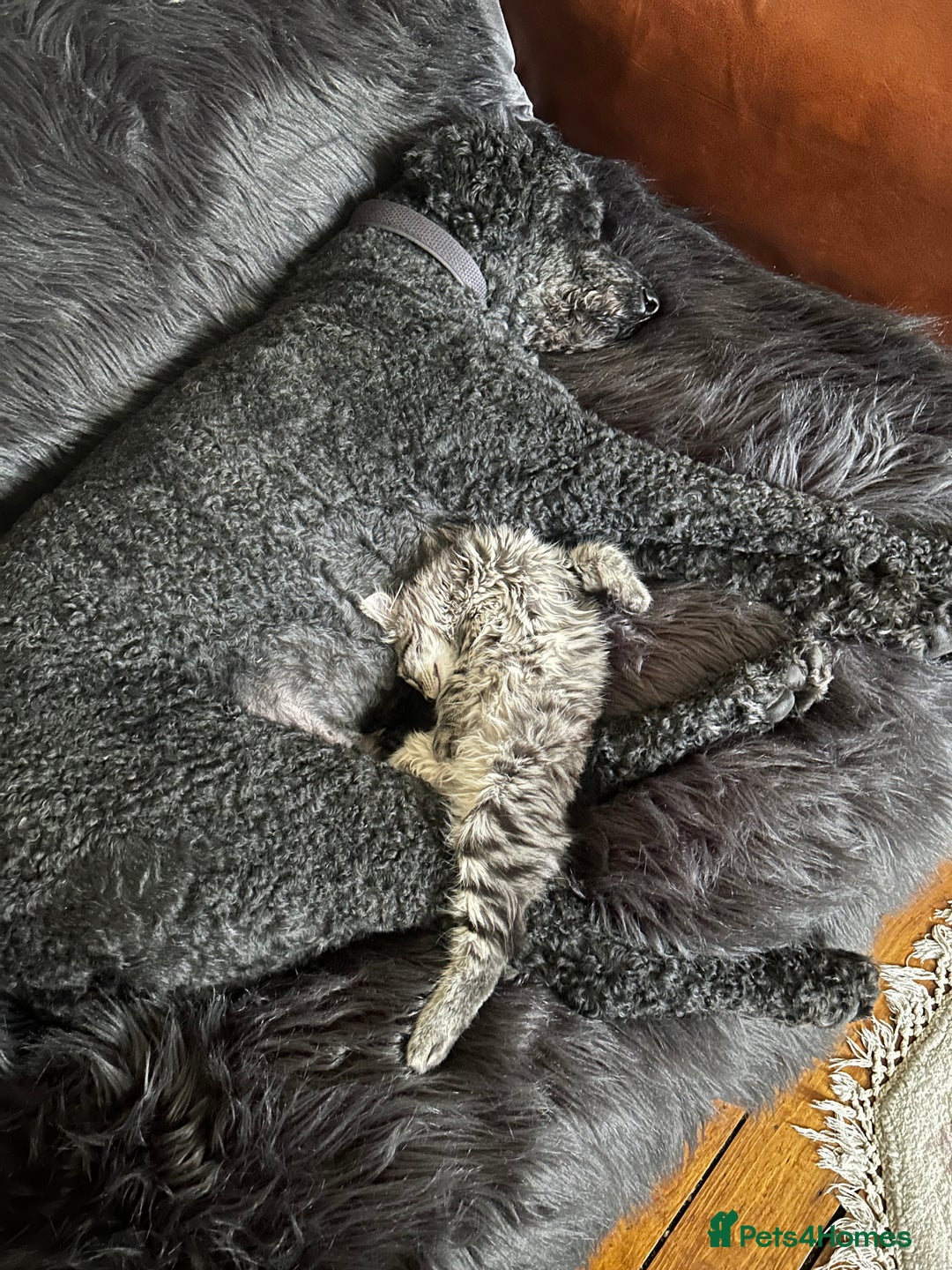 Maine Coon cats for sale: Beautiful Genie 3/4 Maine Coon entire female  - Image 9