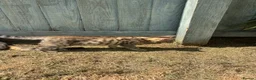 Mixed Breed cats for sale: One left bengal cross boy ready now  - Advert 4