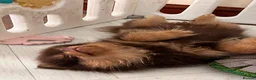 Pomeranian dogs for sale: SUPER FLUFFY Pomeranians ready to leave NOW - Advert 22