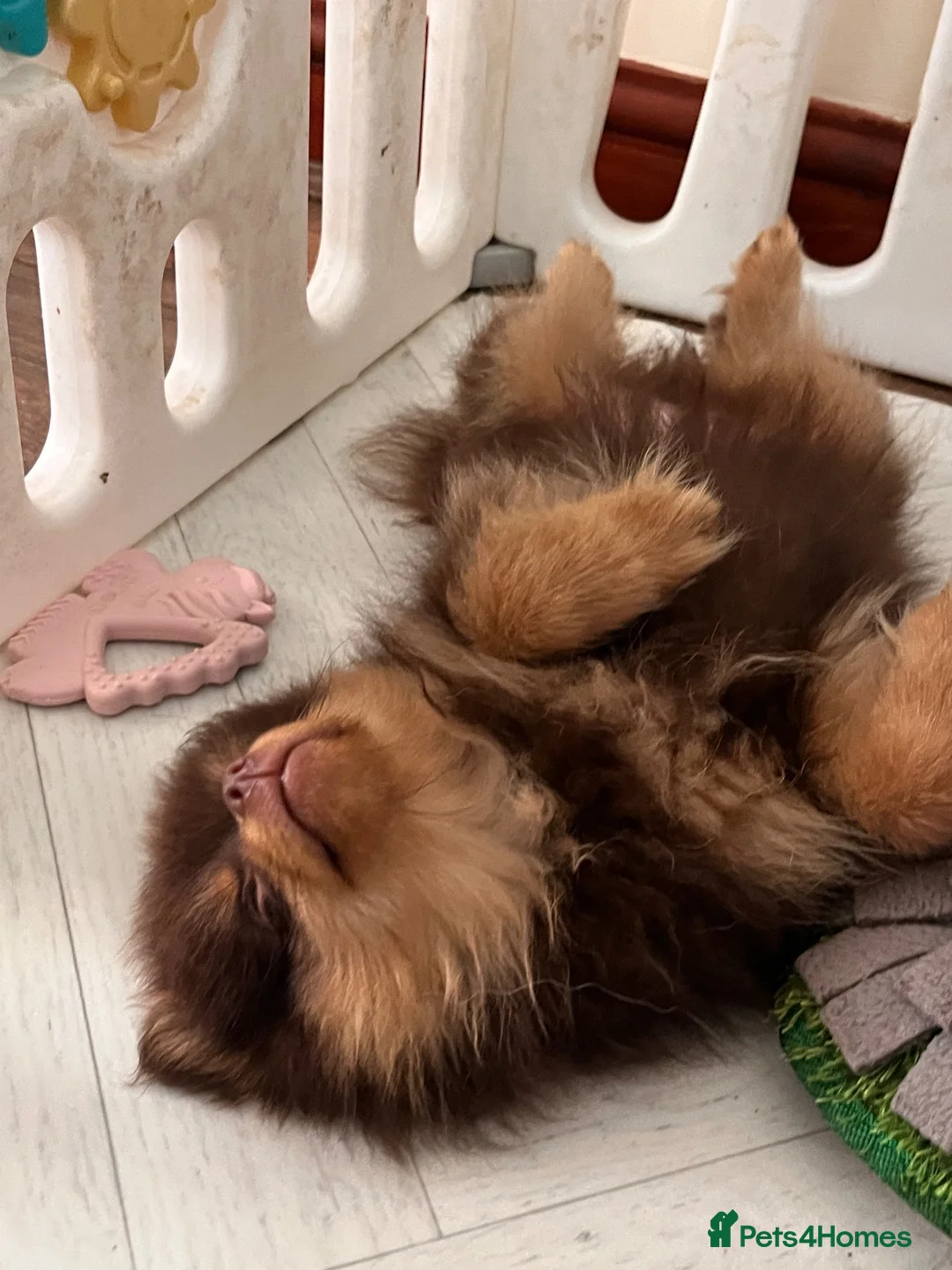 Pomeranian dogs for sale: SUPER FLUFFY Pomeranians ready to leave NOW - Advert 22