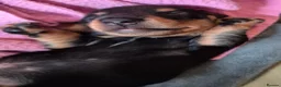 Miniature Dachshund dogs for sale: 4 x Beautiful miniature dachshunds  in Faringdon - Advert 22