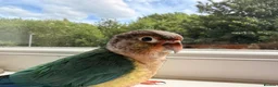 Conures birds for sale: Ready Now: Hand-Reared Baby Conures - Advert 3